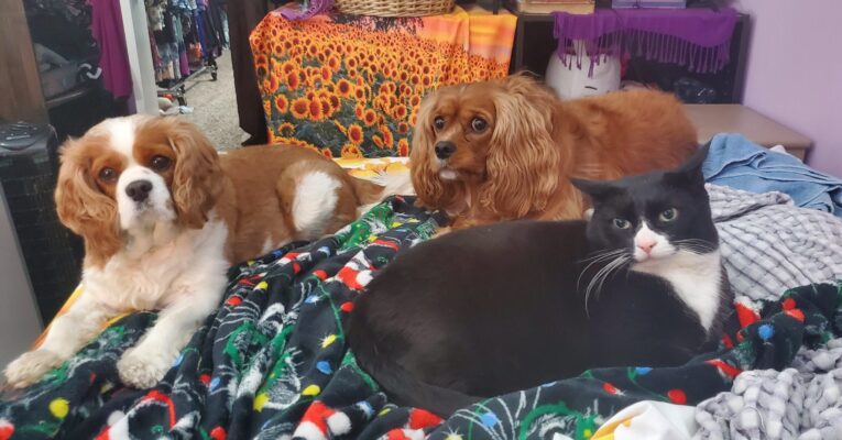 two cavalier dogs - one all brown, one brown and white, and a black and white kitty lounge on a bed.